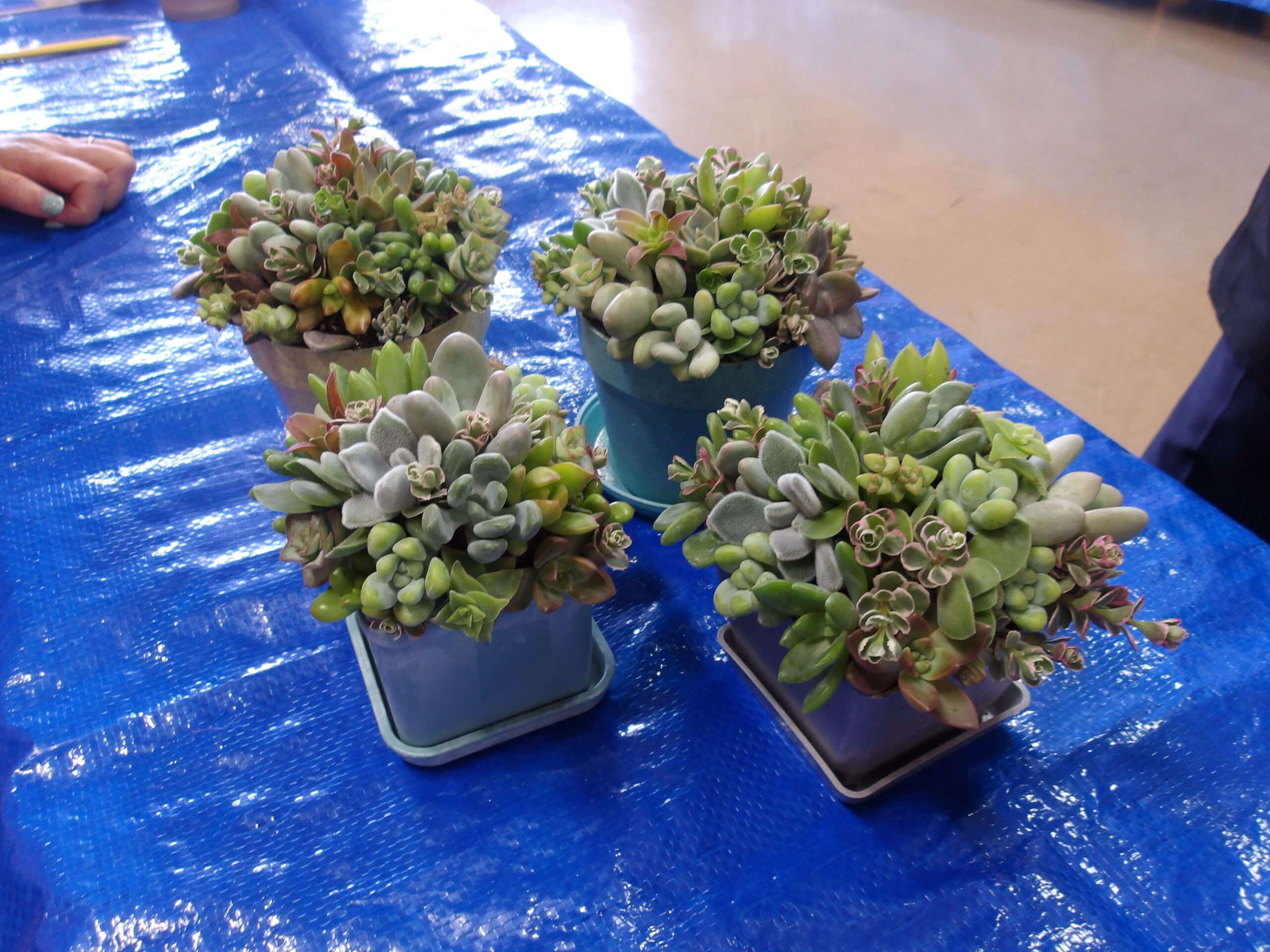 緑の講習会「多肉植物で作る寄せ植え」 - 八千代市地域振興財団